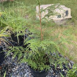 Three Foot Plus Tall Cedar Tree In Nursery Pot