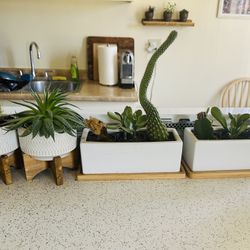 Cactus and Succulents with Vases For $40