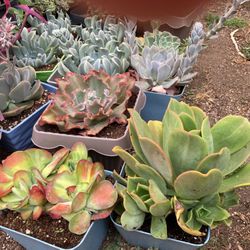 Succulent Plants In One Gallon Pot For $7 Each 8 Gallon Pot For 8 