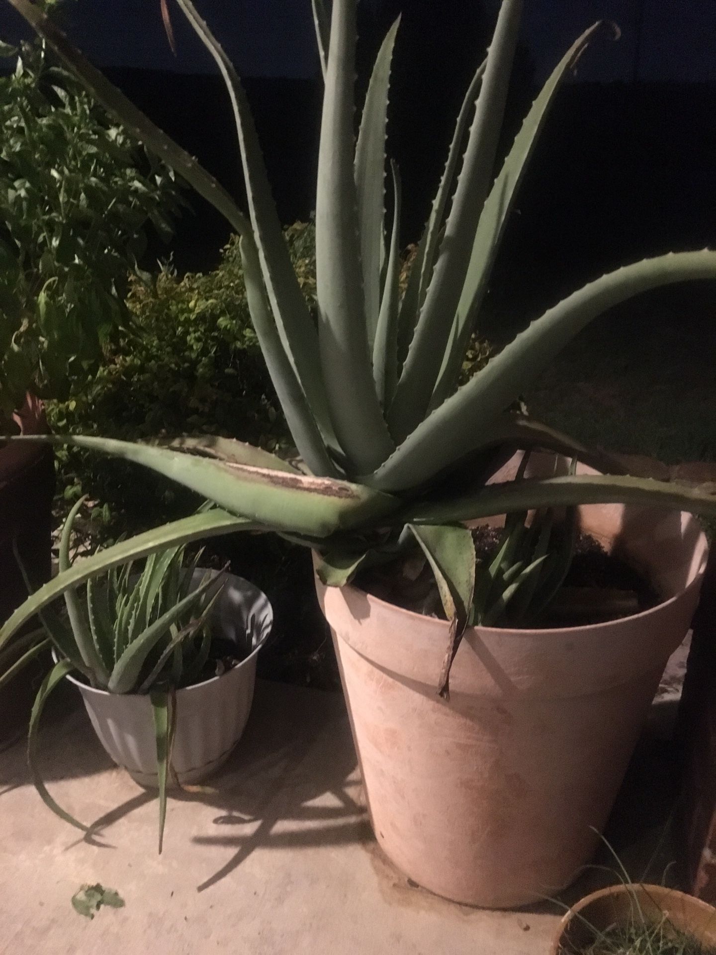 Large Aloe Vera plant