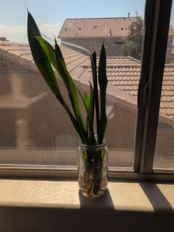 Snake plant