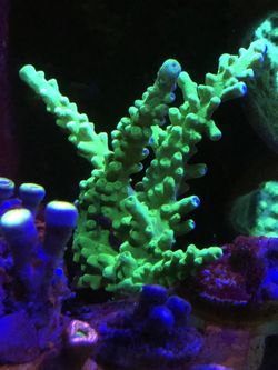 Aquarium Decor Green Goblin Acro Small Colony 