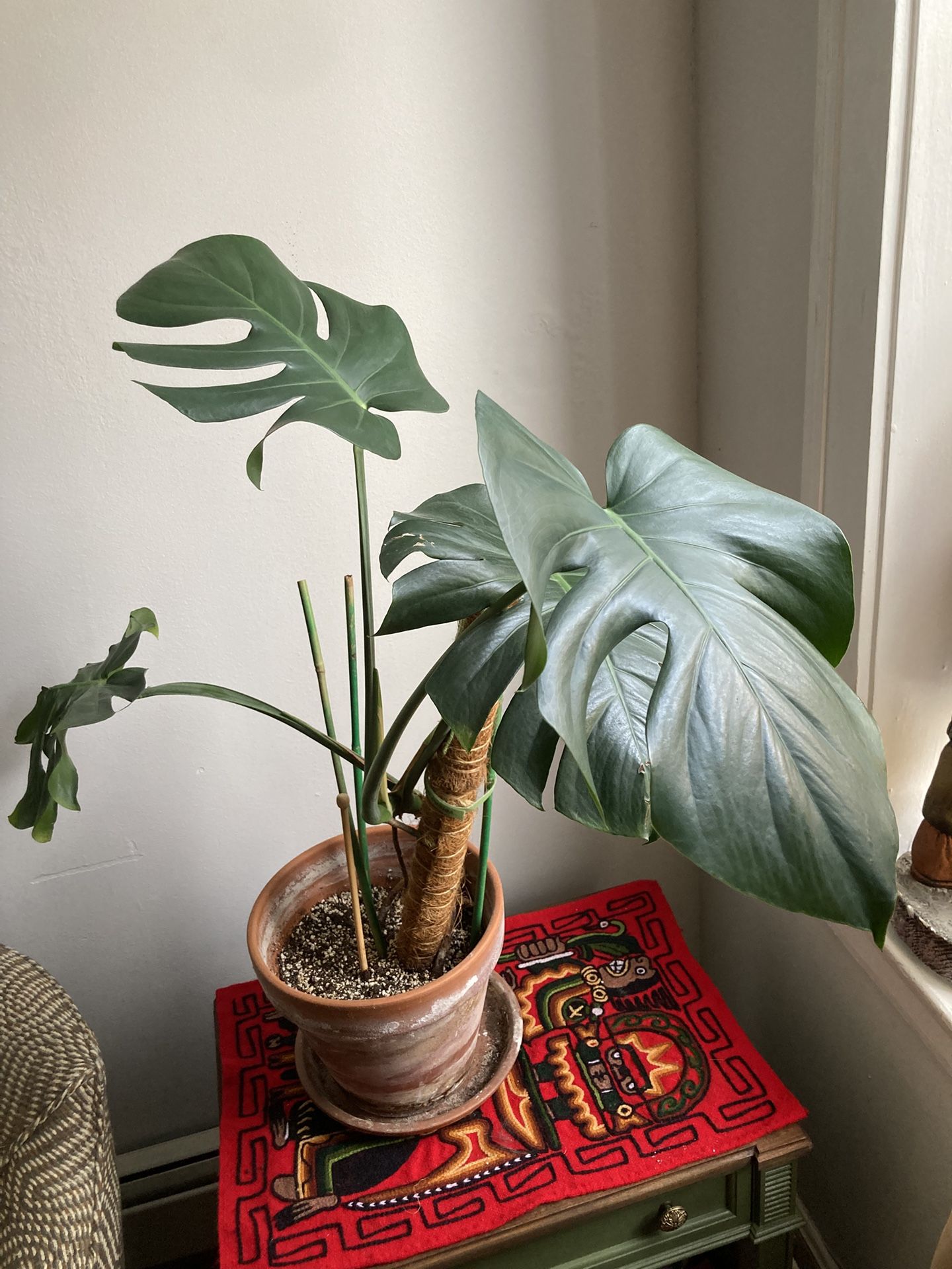 Monstera Plant