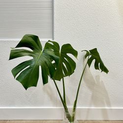 Monstera Top Cutting