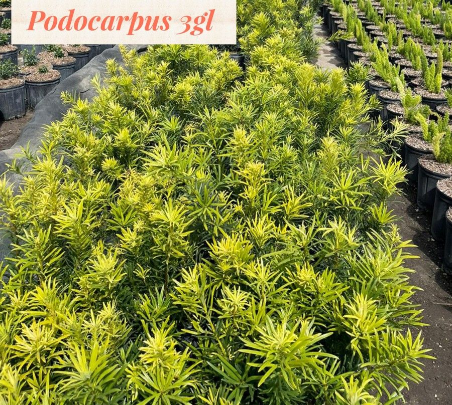Podocarpus Hedges FROM $5