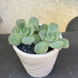 Succulents Haworth Aeonioum .