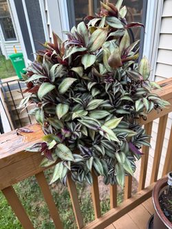 Lush Trailing Tradescantia Deep Purple plant