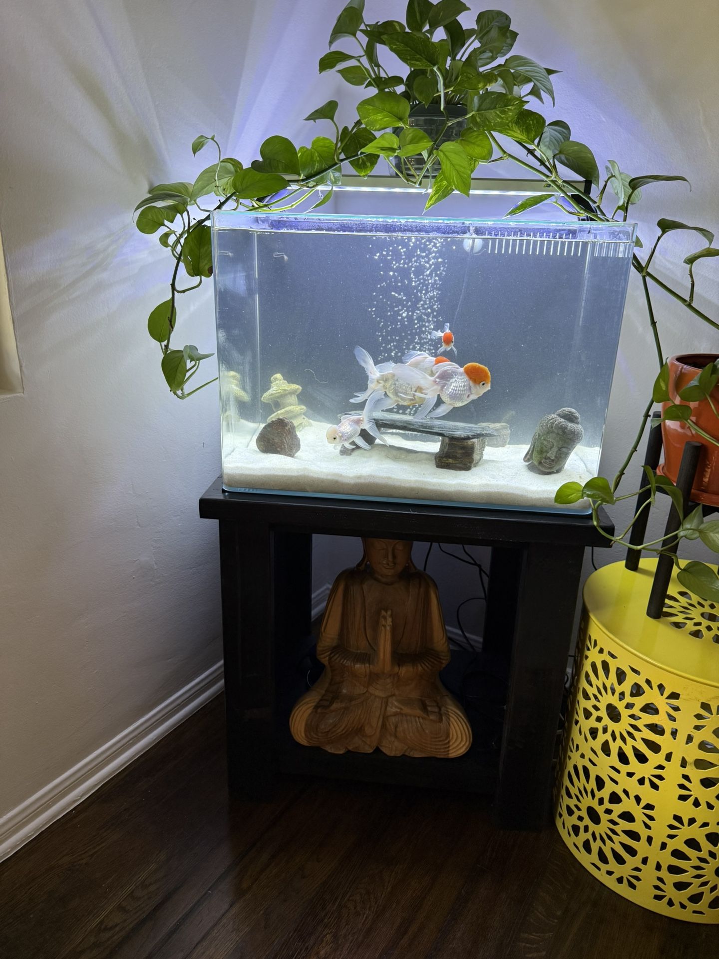 30 Gallon Glass Fish Tank