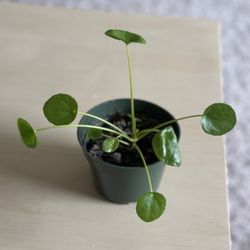 Gardens Chinese Money Plant - Pilea peperomiodes 