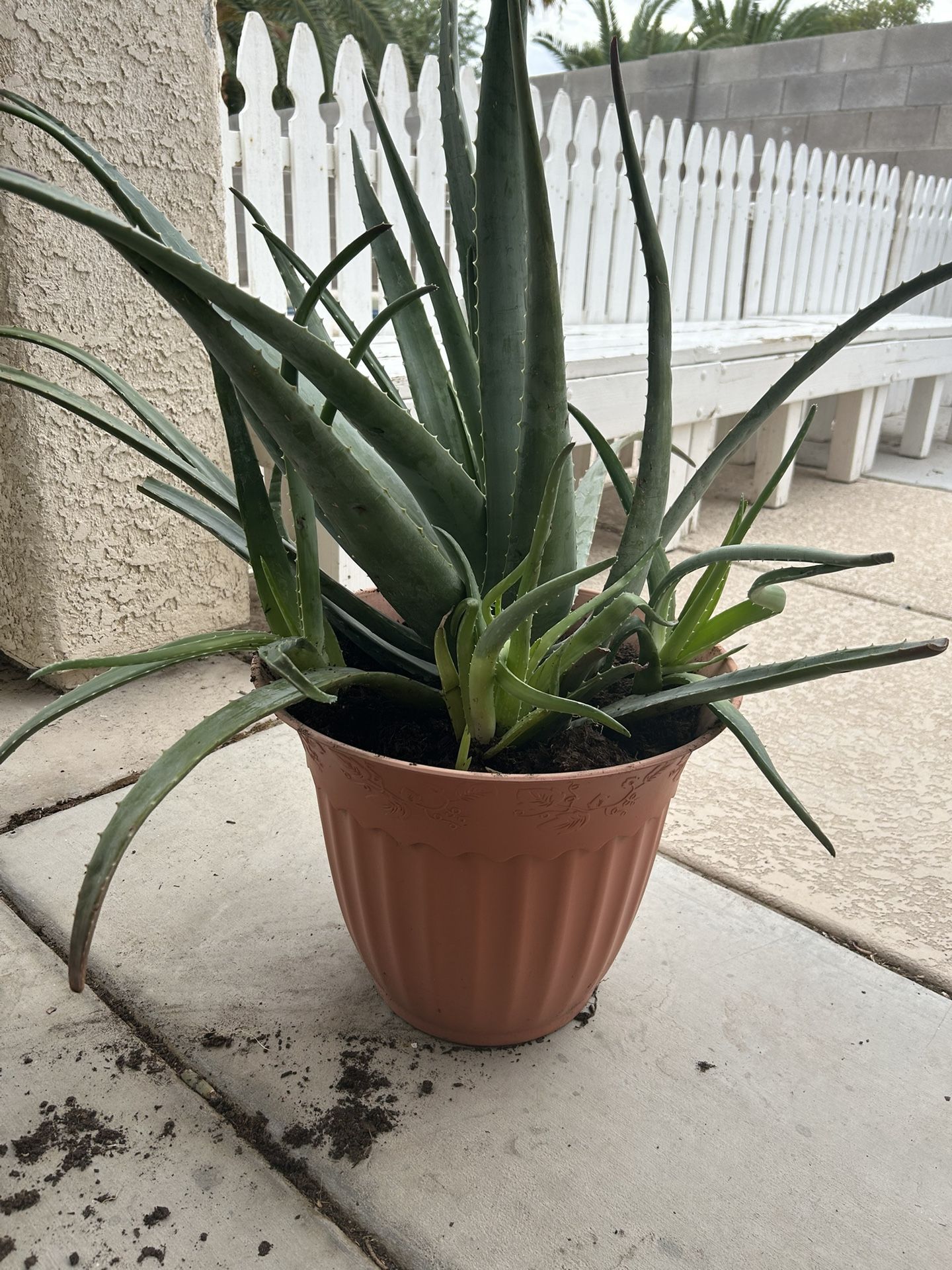 Large Aloe Plant