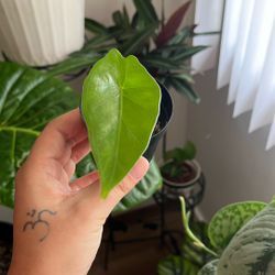 Alocasia Dark Star, Sprouted Corm 