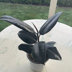 Ficus Elastica - Ruby Houseplant (Out/In Door Life Plant)