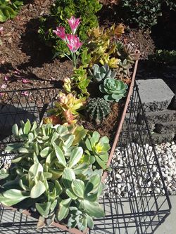 Succulent plants.
