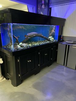 Large Fish Tank