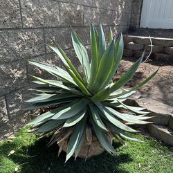 Agave Succulent plants (2)