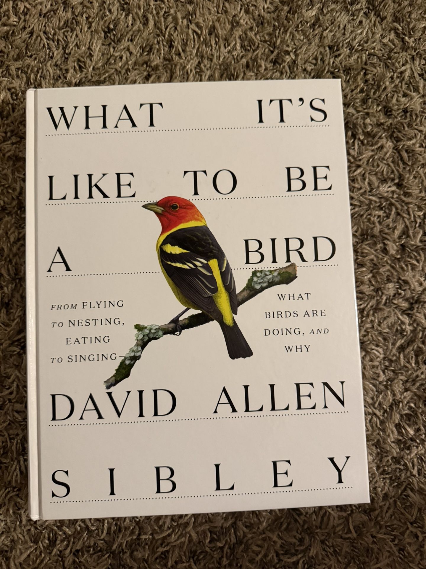 What It’s Like To Be A Bird