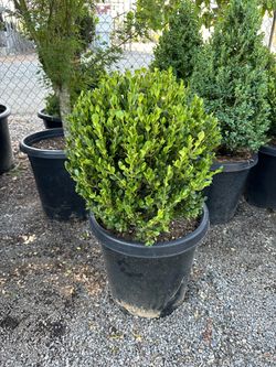 Wintergem boxwood globes