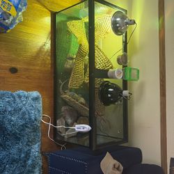Lizard Enclosure