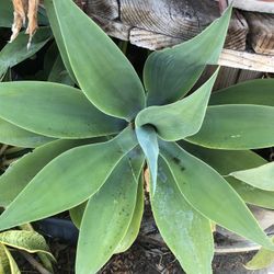 Agave Fox Tail 22$