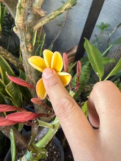 Cutting plumeria