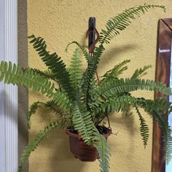 Ferns On Hanging Baskets 