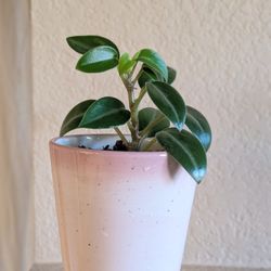 Healthy Beautiful Indoor Plant(Peperomia)