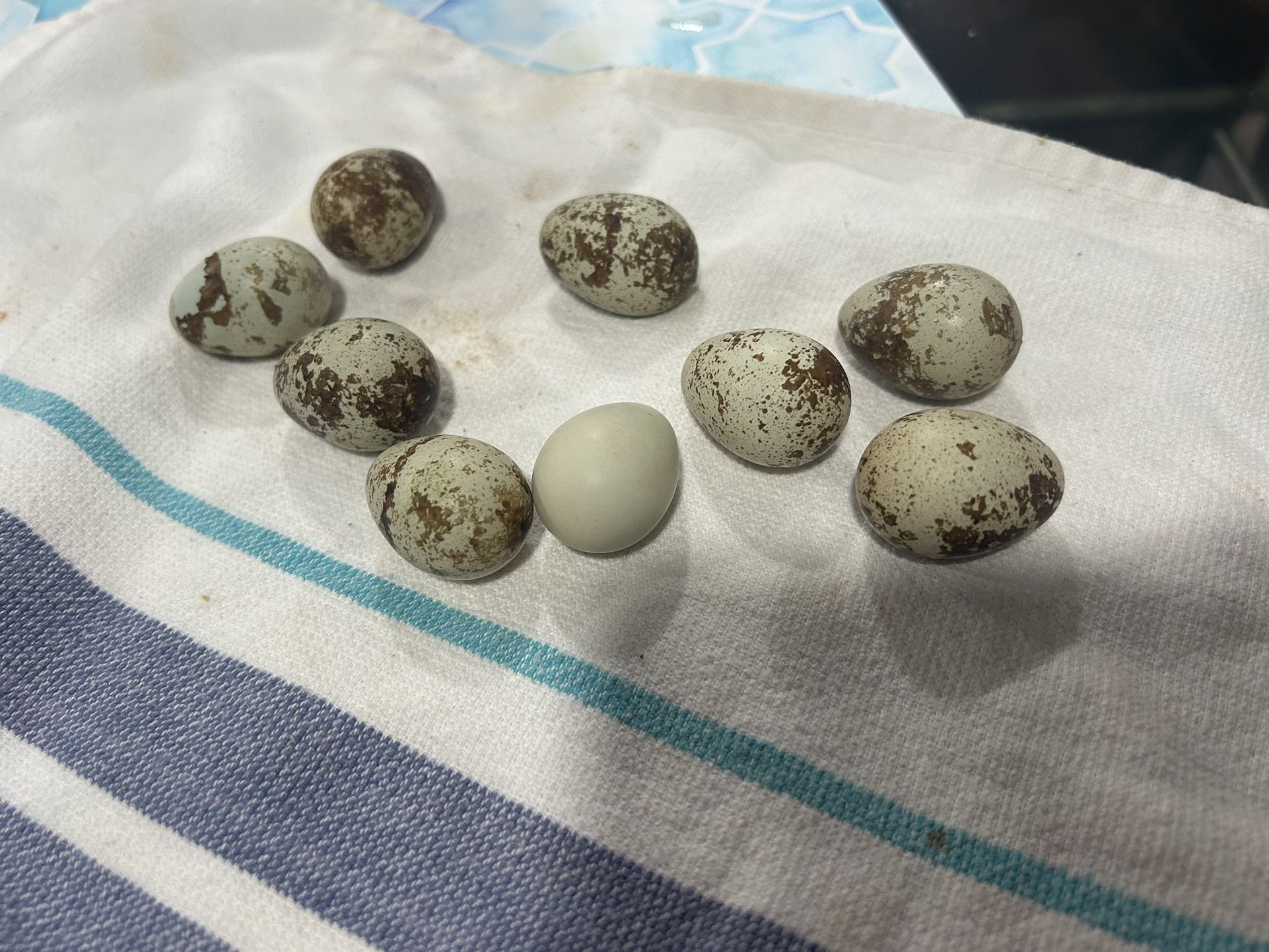 Organic Quail Eggs