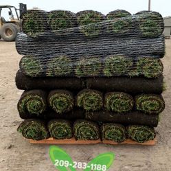 Best QUALITY Sod 