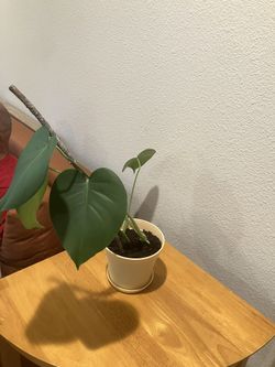 Healthy Monstera Plant Easy Pot