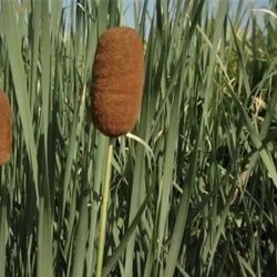Cattail Plant