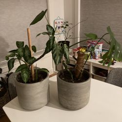 2 Cb2 Concrete Pots With Plants