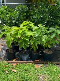 Avocado (Mex 9) Tree
