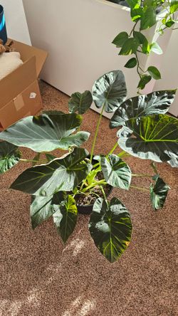 Alocasia Regal Shield