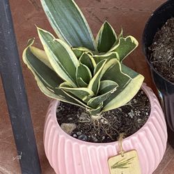 Snake Plant 