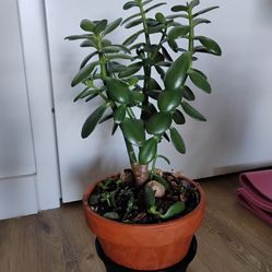 Jade plant (Yes, it's available)