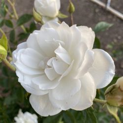 Beautiful Roses Available
