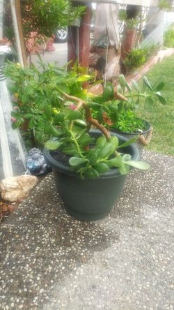 Jade