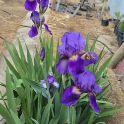 Plantas De Iris