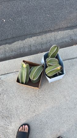 Free Succulents