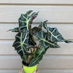 4” alocasia polly 