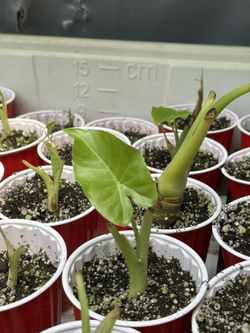 Elephant Ear Plant 🌱 (Alocasia) Healthy Starter