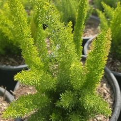 Foxtail plant