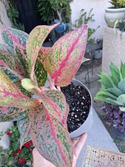 RARE. Aglonema YAN HUO Plant $38