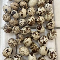 Fertile Quail Eggs