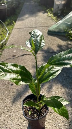 Passion fruit trees $5 each