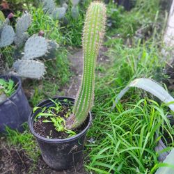 Golden Torch Cactus Plant