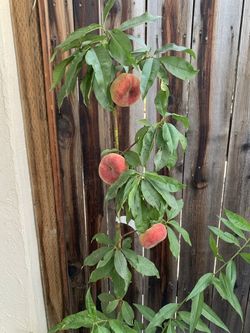 Galaxy Donut UFO Bagel Doughnut Peach Grafted Fruit Live Tree 5 Gallon Pot Thick Trunk
