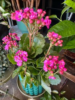 Kolanchoe flower plants cây hoa sống đời