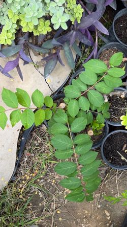 Young Crepe Myrtle Plants • Blossom Color Unknown • Only $5 Each • Well-Rooted • Fast Growing