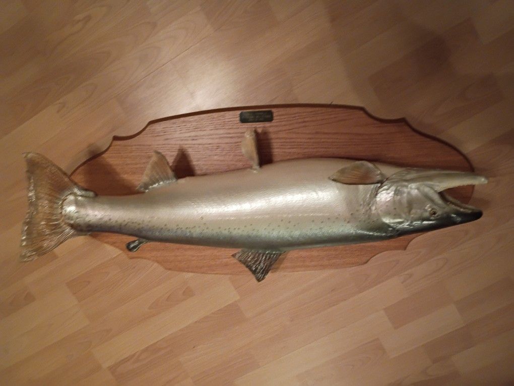 37inch 22lb Chinook Taxidermy